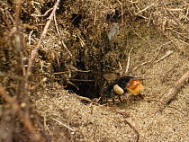 Red-tailed bumblebee (Bombus lapidarius) worker with fully laden pollen baskets entering nest burrow in mature, stable sand dunes, Kenfig National Nature Reserve, Glamorgan, Wales, UK. June.