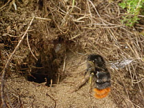 Red-tailed bumblebee (Bombus lapidarius) worker flying towards nest burrow in mature, stable sand dunes, Kenfig National Nature Reserve, Glamorgan, Wales, UK. June.