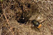 Red-tailed bumblebee (Bombus lapidarius) worker entering its nest burrow in mature, stable sand dunes, Kenfig National Nature Reserve, Glamorgan, Wales, UK. June.