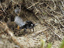 Red-tailed bumblebee (Bombus lapidarius) worker taking off from entrance of nest burrow in mature, stable sand dunes, Kenfig National Nature Reserve, Glamorgan, Wales, UK. June.