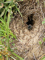 Red-tailed bumblebee (Bombus lapidarius) worker emerging from nest burrow in mature, stable sand dunes, Kenfig National Nature Reserve, Glamorgan, Wales, UK. June.