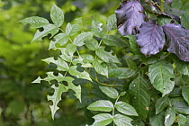 Rose (Rosa sp.) leaves with circular cuts made by Leafcutter (Megachile sp.) bees for lining their nests,  Wiltshire, UK. July.