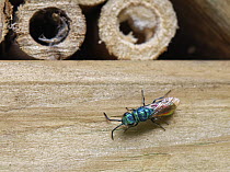 Ruby-tailed cuckoo wasp (Pseudomalus auratus) resting outside insect hotel where its host, Wood borer wasps (Trypoxylon sp.) are nesting, Wiltshire, UK. July.