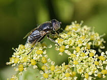 Shore hoverfly / Large spotty-eyed drone fly (Eristalinus aeneus) collecting pollen from Alexanders (Smyrnium olusatrum) flowers, Trevose, Head, Cornwall, UK. April.