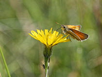 Small skipper butterfly (Thymelicus sylvestris) nectaring on Rough hawkbit (Leontodon hispidus) flower in meadow, Morgan's Hill Nature Reserve, Wiltshire, UK. July.