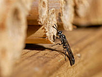 Spider hunting wasp / Wood borer wasp (Trypoxylon sp.) resting at entrance to nest in an insect hotel, Wiltshire, UK. June.