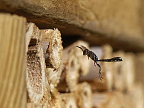 Spider hunting wasp / Wood borer wasp (Trypoxylon sp.) flying towards its nest in an insect hotel, Wiltshire, UK. June.