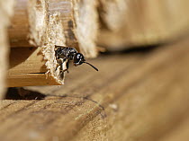 Spider hunting wasp / Wood borer wasp (Trypoxylon sp.) emerging from nest in an insect hotel, Wiltshire, UK. June.