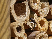 Spider hunting wasp / Wood borer wasp (Trypoxylon sp.) entering insect hotel carrying ball of mud to seal  nest cell, Wiltshire, UK. June.