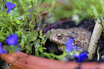 Common toad (Bufo bufo) resting in damp soil in a plant pot in garden, during a very dry summer, Wiltshire, UK. June.