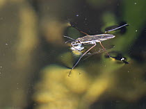 Common pond skater / Water strider (Gerris lacustris) on surface of garden pond with Whitefly (Aleyrodidae) prey impaled on its rostrum, Wiltshire, UK. June.