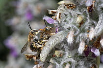 Wool carder bees (Anthidium manicatum) pair, male mating with female as she nectars on Lamb's ear (Stachys byzantina) flowers in garden, Wiltshire, UK. July.