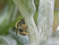 Wool carder bee (Anthidium manicatum) female, scraping hairs from Lamb's ear (Stachys byzantina) to use as nesting material, Wiltshire, UK. July.
