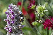 Wool carder bee (Anthidium manicatum) male, flying in to attack a Buff-tailed bumblebee (Bombus terrestris) nectaring on Lamb's ear (Stachys byzantina) flowers within its territory in garden, Wiltshir...