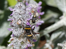 Wool carder bee (Anthidium manicatum) male, attacking a Buff-tailed bumblebee (Bombus terrestris) nectaring on Lamb's ear (Stachys byzantina) flowers within its territory in garden, Wiltshire, UK. Jul...