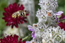 Wool carder bee (Anthidium manicatum) male, hovering near Lamb's ear (Stachys byzantina) flower spike as it patrols its territory in garden, Wiltshire, UK. July.