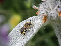 Wool carder bee (Anthidium manicatum) male, resting on a  Lamb's ear (Stachys byzantina) leaf in garden, Wiltshire, UK. July.