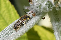 Wool carder bee (Anthidium manicatum) male, resting on a  Lamb's ear (Stachys byzantina) leaf in garden, Wiltshire, UK. July.
