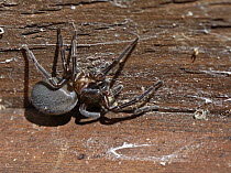 Black lace-weaver spider (Amaurobius ferox) female, resting on garden shed roof, Wiltshire, UK. June.