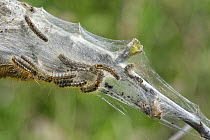 Brown-tail moth (Euproctis chrysorrhoea) caterpillars on and within their silken web tent on a Bramble stem on coastal scrubland, Keyhaven and Lymington Marshes Nature Reserve, Hampshire, UK. April.