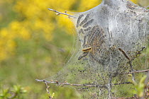 Brown-tail moth (Euproctis chrysorrhoea) caterpillars on and within their silken web tent on Blackthorn (Prunus spinosa), Keyhaven and Lymington Marshes Nature Reserve, Hampshire, UK. April.