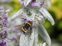 Buff-tailed bumblebee (Bombus terrestris) nectaring on Lamb's ear (Stachys byzantina) flowers in garden, Wiltshire, UK. July.