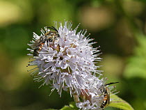 Common furrow / Slender mining bee (Lasioglossum calceatum) male, nectaring on Water mint (Mentha aquatica) flowers, Wiltshire, UK. August.