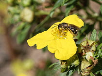 Common furrow / Slender mining bee (Lasioglossum calceatum) male, nectaring on Potentilla (Potentilla sp.) flowers, Wiltshire, UK. August.