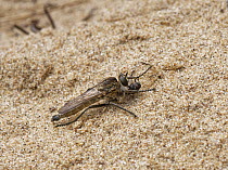 Dune robberfly (Philonicus albiceps) male, feeding on fly prey, on sand dunes, Kenfig National Nature Reserve, Glamorgan, Wales, UK. June.
