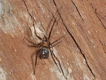 False black widow / Cupboard spider (Steatoda grossa) female, on stored firewood in garden shed, Wiltshire, UK. February.