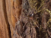 False black widow / Cupboard spider (Steatoda grossa) female, on stored firewood in garden shed, Wiltshire, UK. February.