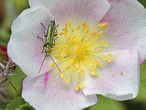 Swollen thighed beetle / Thick-legged flower beetle (Oedemera nobilis) female, resting on Burnet rose (Rosa pimpinellifolia) flower, Kenfig National Nature Reserve, Glamorgan, Wales, UK. June.