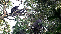 Bonobo (Pan paniscus) group with one animal sitting on a branch and pulling a bunch of Dialium (Dialium sp) fruit off a branch, Lomako Yokokala Faunal Reserve, Equator Province, Democratic Republic of...