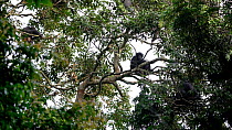 Bonobo (Pan paniscus) troop sitting in the tree canopy and eating from the bunches of Dialium (Dialium sp) fruit, Lomako Yokokala Faunal Reserve, Equator Province, Democratic Republic of Congo. Endang...