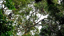Bonobo (Pan paniscus) troop sitting in the tree canopy. The furthest animals on the left and on the right are both eating from a bunch of Dialium (Dialium sp) fruit, Lomako Yokokala Faunal Reserve, Eq...