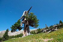 Ancient Swiss stone pine (Pinus cembra) tree growing on mountainside, Pragser Dolomite Mountains, Alps, Southern Tyrol, Italy. September.