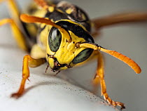 European paper wasp (Polistes dominula) male, close up portrait, Bavaria, Germany. September.