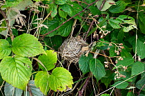 Hazel dormouse (Muscardinus avellanarius) nest among undergrowth, Bavaria, Germany. October.