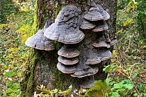 Hoof fungus (Fomes fomentarius) growing on side of tree trunk in woodland, Upper Bavaria, Germany. October.