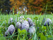 Shaggy mane mushrooms (Coprinus comatus) growing in grass in autumn, Bavaria, Germany. October.
