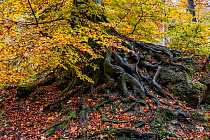 Beech (Fagus sylvatica) tree exposed roots in autumn woodland, Upper Bavaria, Germany. October.