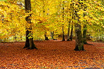 Beech (Fagus sylvatica) trees in autumn woodland, Upper Bavaria, Germany. October.