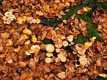 Honey fungus (Armillariella mellea) growing among autumn leaves on forest floor, Bavaria, Germany. October.