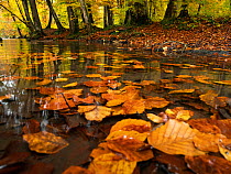 Beech (Fagus sylvatica) leaves floating on surface of pond in autumnal woodland, Upper Bavaria, Germany. October.