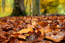 Agile frog (Rana dalmatina) sitting in autumn leaves on forest floor, Upper Bavaria, Germany. October.