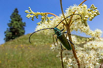 Musk beetle (Aromia moschata) resting on Meadowsweet flower (Filipendula ulmaria), Upper Bavaria, Germany. July.