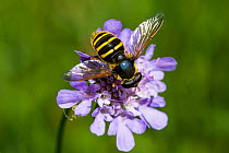 Hoverfly (Sericomyia silentis) resting on Small scabious flower (Scabiosa columbaria), Bavaria, Germany. July.