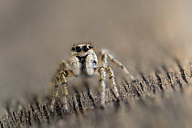 Zebra jumping spider (Salticus scenicus) close up portrait, Bavaria, Germany. May.