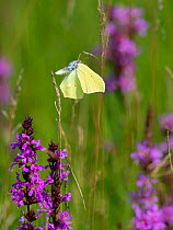 Common brimstone butterfly (Gonepteryx rhamni) in flight over Purple loosestrife (Lythrum salicaria) flowers in summer, Upper Bavaria, Germany. July.