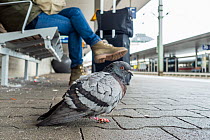 Feral pigeon (Columba livia) standing on railway station platform next to person sitting on bench, Germany. February.